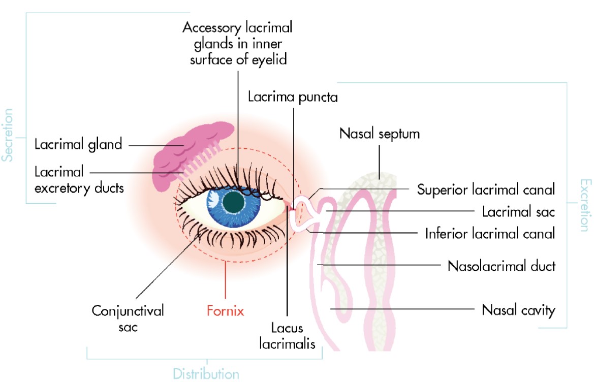 The Lacrimal Apparatus